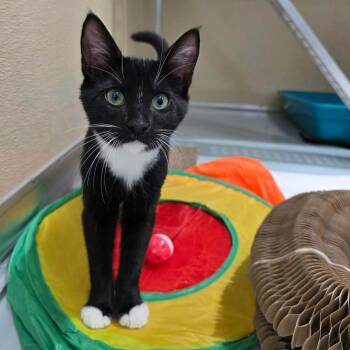 Brenda -  Domestic Short Hair Cat for Adoption in Umatilla, Florida - Brenda | PetCurious
