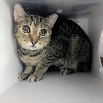 Domestic Short Hair Cats Available for Adoption in New York, New York - Kody | PetCurious