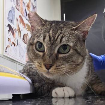 Rescue Domestic Short Hair Cats for Adoption in Tampa, Florida - Hardee | PetCurious