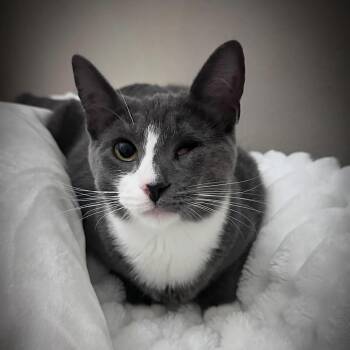 Domestic Short Hair Cats Available for Adoption in Chickasaw, Alabama - David | PetCurious