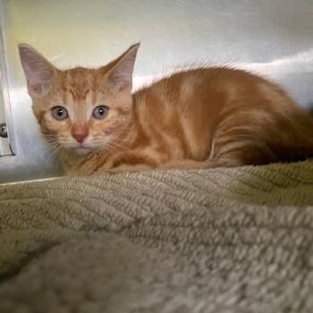 Henrietta Henhouse -  Domestic Short Hair Cat for Adoption in Dayton, Ohio - Henrietta Henhouse | PetCurious