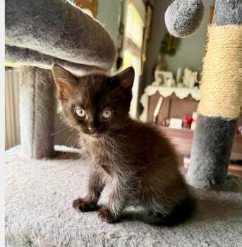 Arpels -  Domestic Medium Hair Cat for Adoption in Saginaw, Michigan - Arpels | PetCurious