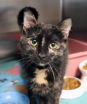 Domestic Short Hair Cats Available for Adoption - Lil B | PetCurious