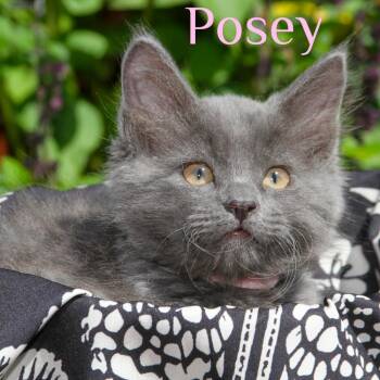 Posey -  Domestic Long Hair Cat for Adoption in Santa Rosa, California - Posey | PetCurious