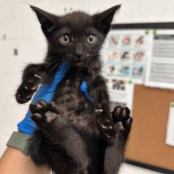 Domestic Short Hair Cats Available for Adoption in Edinburg, Texas - Marmalade | PetCurious