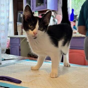 Uno -  Domestic Short Hair Cat for Adoption in Woodstock, Virginia - Uno | PetCurious