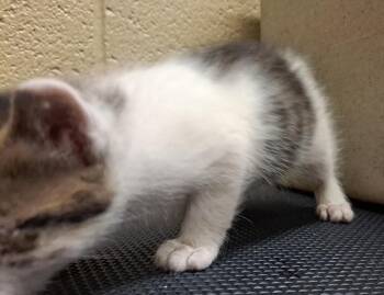 Zimey -  Domestic Short Hair Cat Available for Adoption in Douglasville, Georgia - Zimey | PetCurious