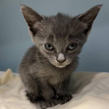 Dusk -  Domestic Short Hair Cat for Adoption in Chattanooga, Tennessee - Dusk | PetCurious