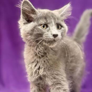Dustmite -  Domestic Medium Hair Cat for Adoption in Waterloo, Iowa - Dustmite | PetCurious