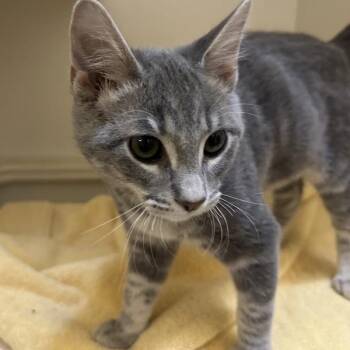 Park Place -  Domestic Short Hair Cat for Adoption in Walnut Creek, California - Park Place | PetCurious