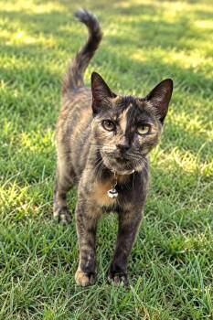 Bessie -  Calico Cat for Adoption in Bandera, Texas - Bessie | PetCurious