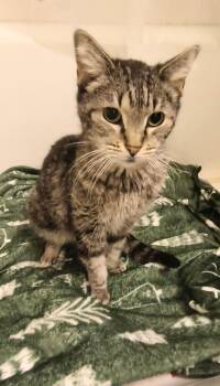 Rescue Domestic Short Hair Cats for Adoption in Wheaton, Illinois - Bailyn (bonded To Beryl) | PetCurious