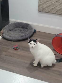 Domestic Short Hair Cats Available for Adoption - Lunes | PetCurious