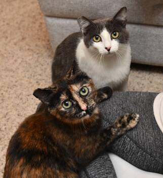 Domestic Short Hair Cats Available for Adoption in Seattle, Washington - Tina And Louise | PetCurious
