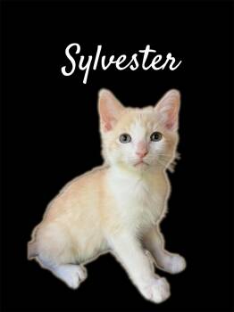Sylvester -  Domestic Short Hair Cat for Adoption in Auburn, California - Sylvester | PetCurious