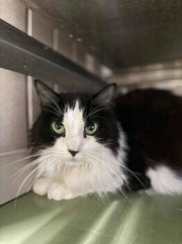 Rescue Domestic Long Hair and Domestic Short Hair Cats for Adoption in Batavia, Ohio - Jax | PetCurious