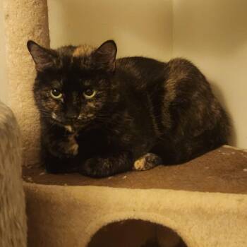 Tortoiseshell Cats Available for Adoption - Eve | PetCurious