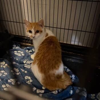 Dahlia -  Domestic Short Hair Cat for Adoption in Fredericksburg, Virginia - Dahlia | PetCurious