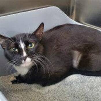 Rescue Tuxedo Cats for Adoption in Henderson, Nevada - MANDY | PetCurious