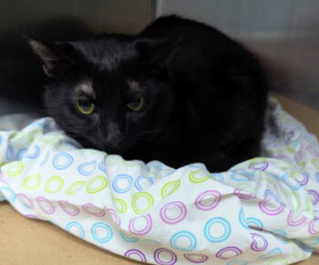 Rescue Domestic Short Hair Cats for Adoption in Trenton, New Jersey - Sam (TAS #13) | PetCurious