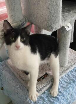 Rescue Domestic Short Hair Cats for Adoption in New Bedford, Massachusetts - Norman | PetCurious