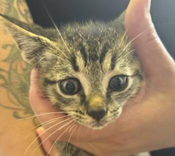Miri -  Domestic Short Hair Cat for Adoption in West Memphis, Arkansas - Miri | PetCurious