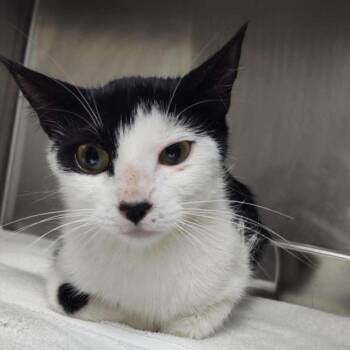 Meowdonna -  Domestic Short Hair Cat for Adoption in Eagle Mountain, Utah - Meowdonna | PetCurious