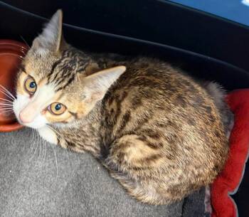 Cahill -  Domestic Short Hair Cat for Adoption in Republic, Missouri - Cahill | PetCurious