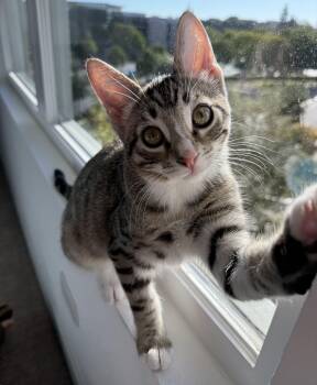 Rescue Domestic Short Hair Cats for Adoption in Villa Park, California - Pinkie | PetCurious