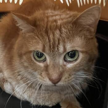 Rescue Domestic Short Hair Cats for Adoption in Pittsburgh, Pennsylvania - Moxie | PetCurious