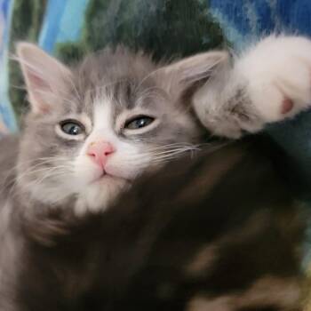 Ebi -  Domestic Long Hair Cat for Adoption in Washougal, Washington - Ebi | PetCurious