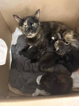 Domestic Short Hair Cats Available for Adoption in Memphis, Tennessee - Paulina | PetCurious