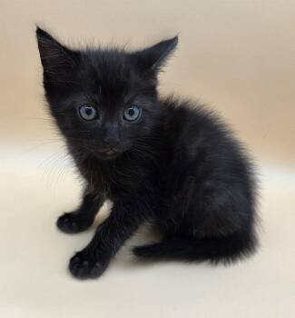 Squeaky -  Domestic Medium Hair Cat for Adoption in Magnolia Springs, Alabama - Squeaky | PetCurious