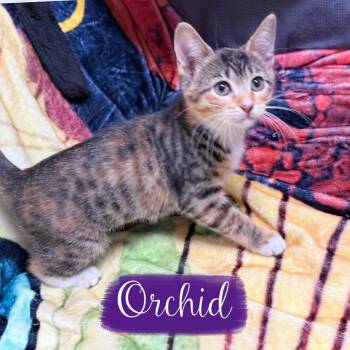 Orchid -  Domestic Short Hair Cat for Adoption in Corpus Christi, Texas - Orchid | PetCurious
