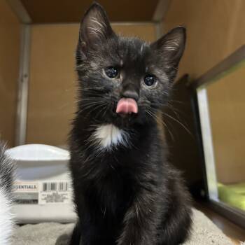 Rescue Domestic Short Hair Cats for Adoption in Chesapeake, Virginia - Lowe's | PetCurious