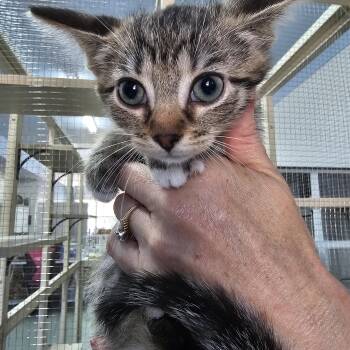 Derby -  Domestic Short Hair Cat for Adoption in Toledo, Ohio - Derby | PetCurious