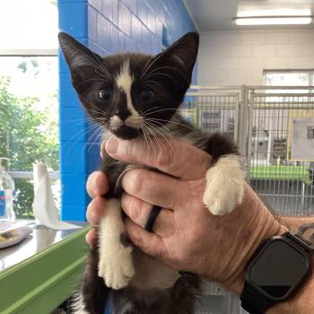 MoonSault -  Domestic Short Hair Cat for Adoption in Montgomery, Alabama - MoonSault | PetCurious