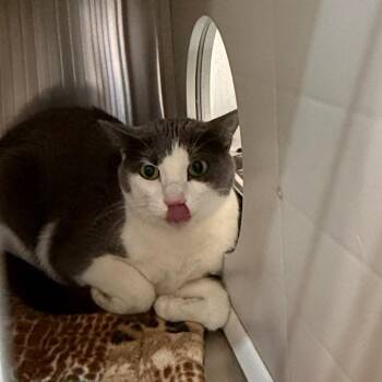 Domestic Short Hair Cats Available for Adoption in Denver, Colorado - Izzy NOCO | PetCurious