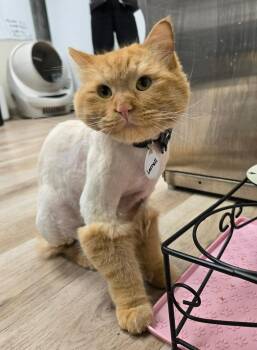 Domestic Long Hair Cats Available for Adoption - Larnell | PetCurious