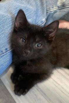 Everest -  Domestic Short Hair Cat for Adoption in East Brunswick, New Jersey - Everest | PetCurious