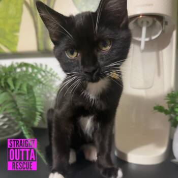 Sashimi -  Domestic Short Hair Cat for Adoption in Vancouver, British Columbia - Sashimi | PetCurious
