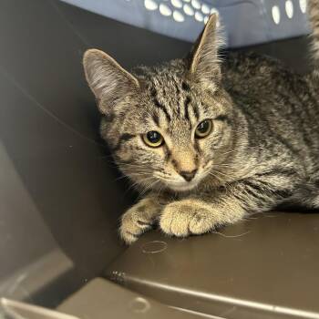Paytan -  Domestic Short Hair Cat for Adoption in Indianapolis, Indiana - Paytan | PetCurious