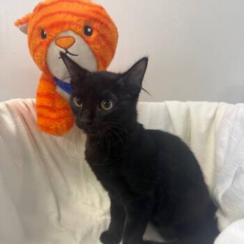 Cove -  Domestic Short Hair Cat for Adoption in Houston, Texas - Cove | PetCurious
