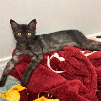 Freddy -  Domestic Short Hair Cat for Adoption in Bend, Oregon - Freddy | PetCurious