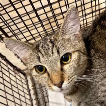 Alina -  Domestic Short Hair Cat for Adoption in Yuma, Arizona - Alina | PetCurious