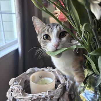 Chatty Cathy -  Calico and Tabby Cat for Adoption in Columbia, South Carolina - Chatty Cathy | PetCurious