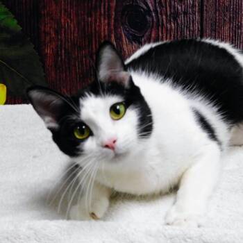 Chess -  Domestic Short Hair Cat for Adoption in Peoria, Illinois - Chess | PetCurious