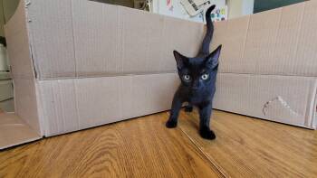 Rescue Bombay Cats for Adoption in Fresno, California - Shadow Butler | PetCurious