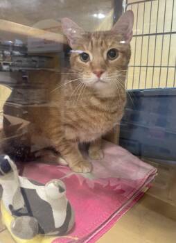 Domestic Short Hair Cats Available for Adoption in Charlotte, North Carolina - Skylar | PetCurious