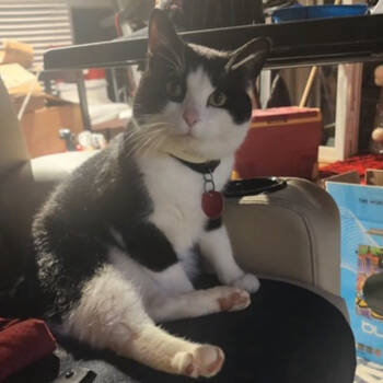 Rescue Domestic Short Hair Cats for Adoption in Merrifield, Virginia - Ace Rutland | PetCurious